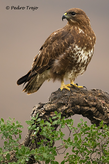 Ratonero común  (Buteo buteo)